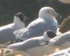 Ring-billed Gull at Barling Rubbish Tip (Steve Arlow) (33055 bytes) Ring-billed Gull at Barling Rubbish Tip (Steve Arlow) (33055 bytes)
